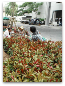 บริการจัดสวน